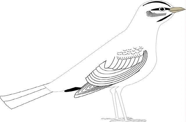 Descarga gratuita Bird Nature Animal - foto o imagen gratuita para editar con el editor de imágenes en línea GIMP