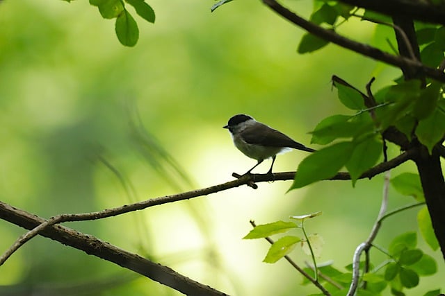 Free download bird nature animal forest trees free picture to be edited with GIMP free online image editor