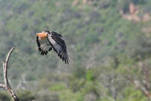 دانلود رایگان Bird Nature Animals - عکس یا تصویر رایگان قابل ویرایش با ویرایشگر تصویر آنلاین GIMP