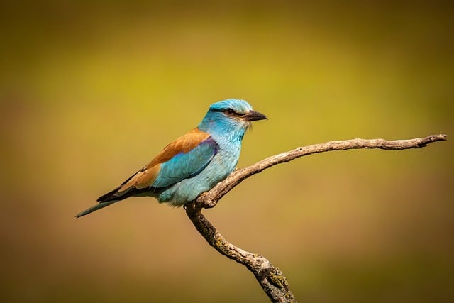 Free download bird nature animal wildlife fauna free picture to be edited with GIMP free online image editor