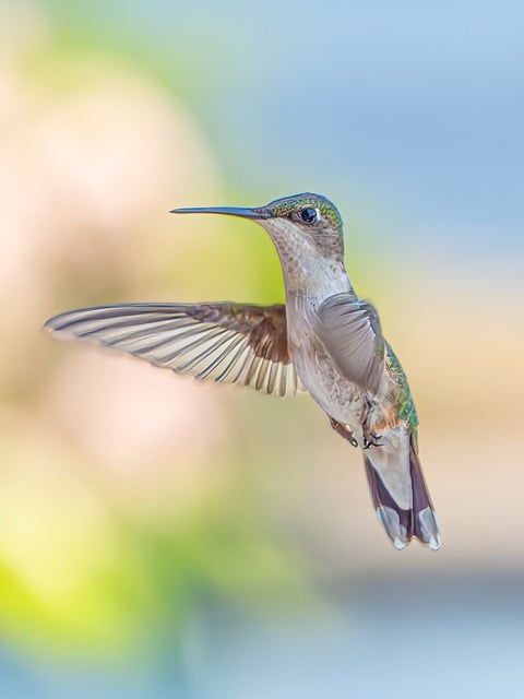 Free download bird nature animal wildlife wings free picture to be edited with GIMP free online image editor