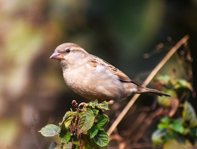 Free download bird nature beak feathers wildlife free picture to be edited with GIMP free online image editor