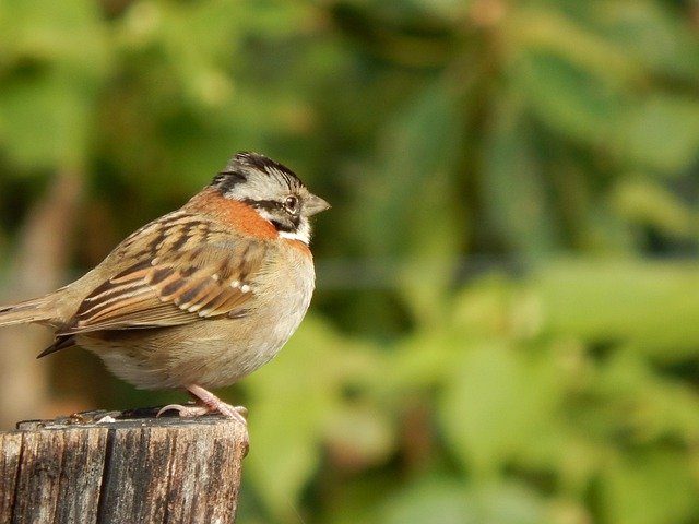 Gratis download Bird Nature Beautiful - gratis foto of afbeelding om te bewerken met GIMP online afbeeldingseditor