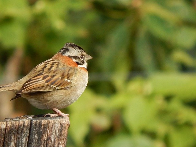 Free download Bird Nature Beautiful -  free photo or picture to be edited with GIMP online image editor