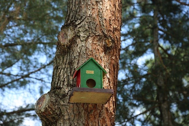 Free download Bird Nature Birdhouse free photo template to be edited with GIMP online image editor