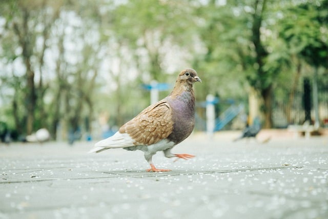 Free download bird nature city urban cityscape free picture to be edited with GIMP free online image editor