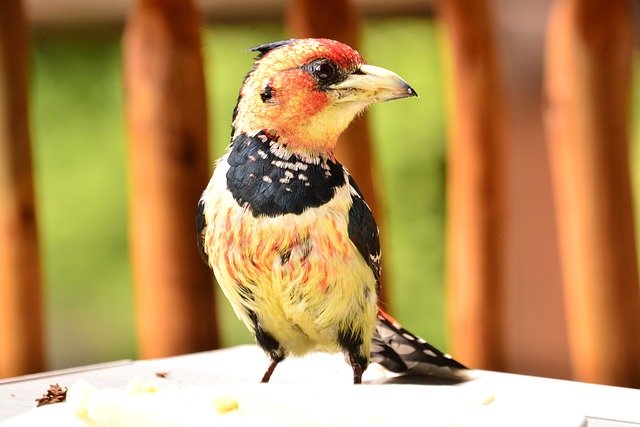 Free download Bird Nature Colourful Crested -  free photo or picture to be edited with GIMP online image editor