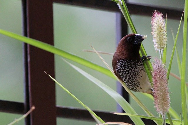 Baixe grátis Bird Nature Fauna - foto ou imagem grátis para ser editada com o editor de imagens online GIMP