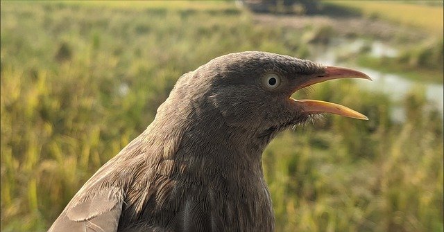 Free download bird nature feathers babbler free picture to be edited with GIMP free online image editor