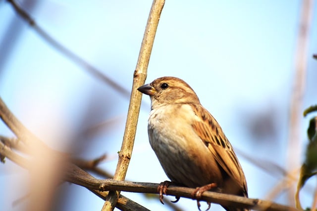 Free download bird nature feather wildlife free picture to be edited with GIMP free online image editor