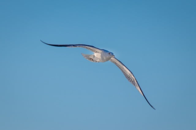 Free download bird nature flying bird sky beach free picture to be edited with GIMP free online image editor