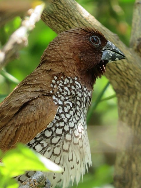 Free download bird nature forest sparrow free picture to be edited with GIMP free online image editor