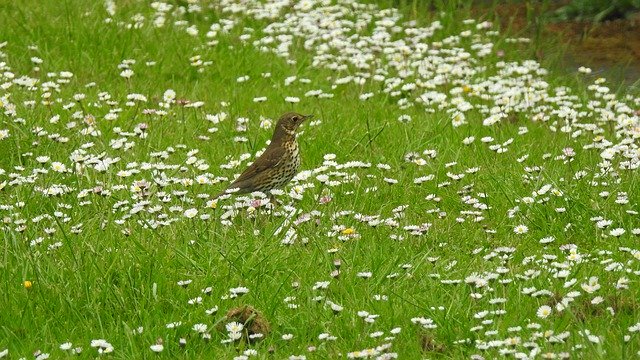 دانلود رایگان Bird Nature Green - عکس یا تصویر رایگان قابل ویرایش با ویرایشگر تصویر آنلاین GIMP