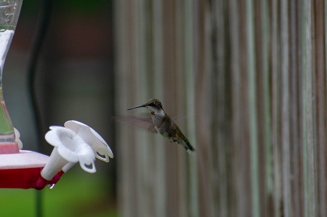 Free download Bird Nature Hummingbird free photo template to be edited with GIMP online image editor