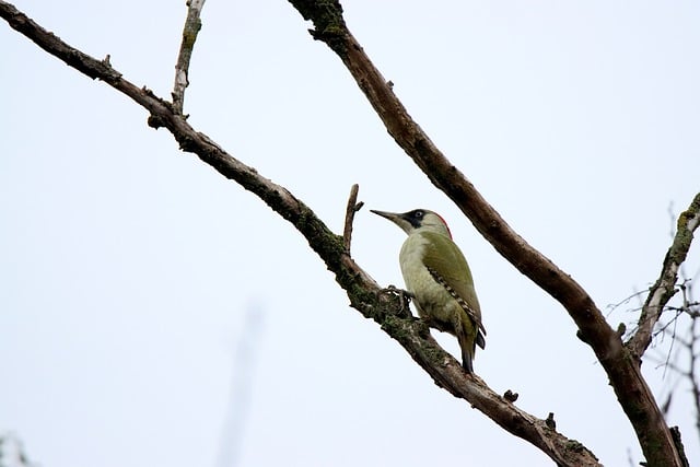 Téléchargement gratuit d'une image gratuite de plumes de colibri nature d'oiseau à modifier avec l'éditeur d'images en ligne gratuit GIMP