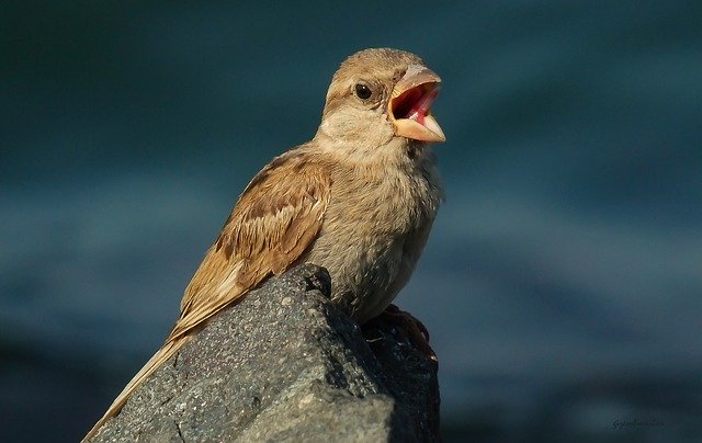 Descărcare gratuită Bird Nature Marine - fotografie sau imagini gratuite pentru a fi editate cu editorul de imagini online GIMP
