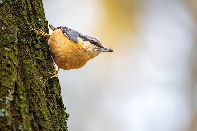 Free download bird nature nuthatch songbird free picture to be edited with GIMP free online image editor