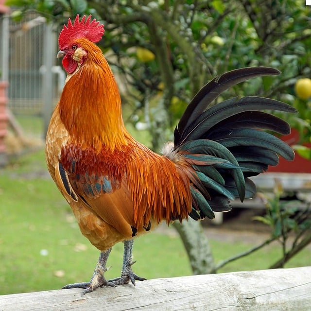 Free download bird nature ornithology animal free picture to be edited with GIMP free online image editor