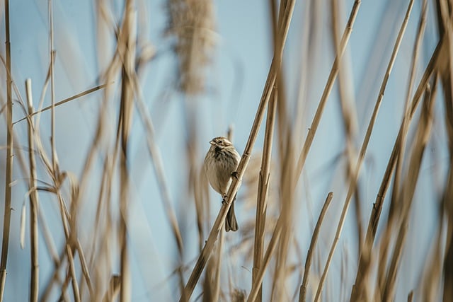 Free download bird nature reeds landscape sky free picture to be edited with GIMP free online image editor