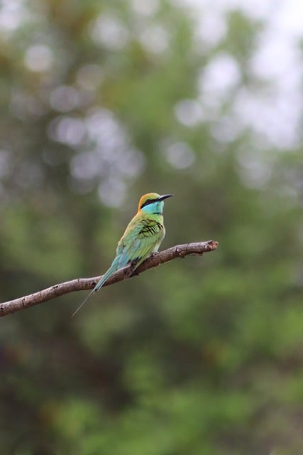 Free download bird nature sri lanka animal free picture to be edited with GIMP free online image editor