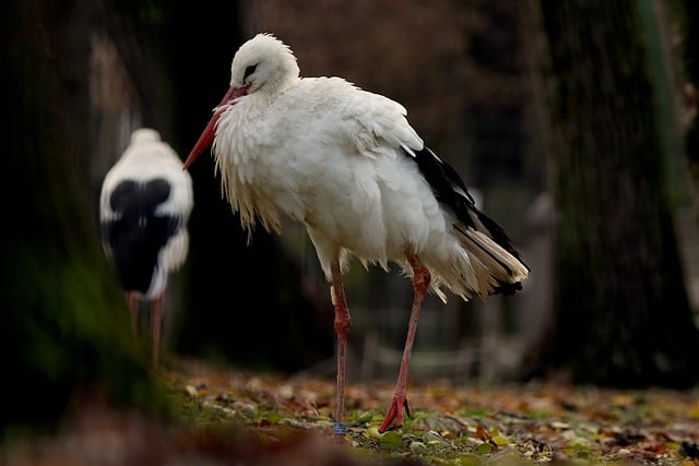 Free download bird nature stork animal feathers free picture to be edited with GIMP free online image editor