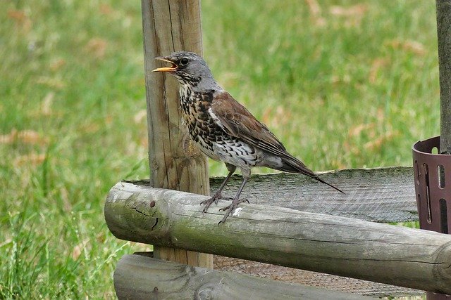 Безкоштовно завантажте Bird Nature Summer - безкоштовне фото або зображення для редагування за допомогою онлайн-редактора зображень GIMP