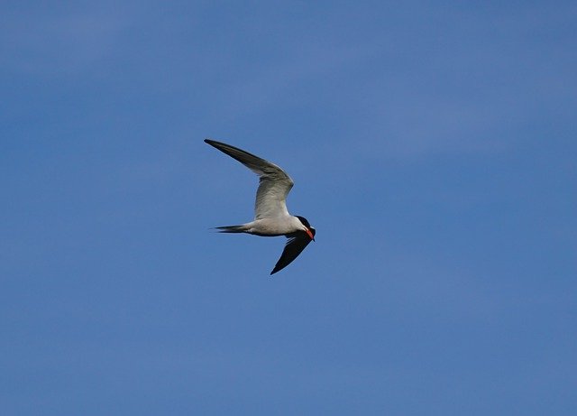 Free picture Bird Nature Tern River -  to be edited by GIMP free image editor by OffiDocs