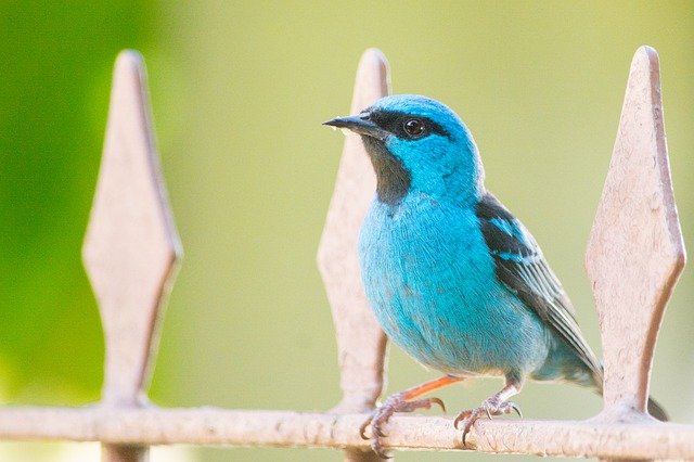 Free download bird nature tropical free picture to be edited with GIMP free online image editor