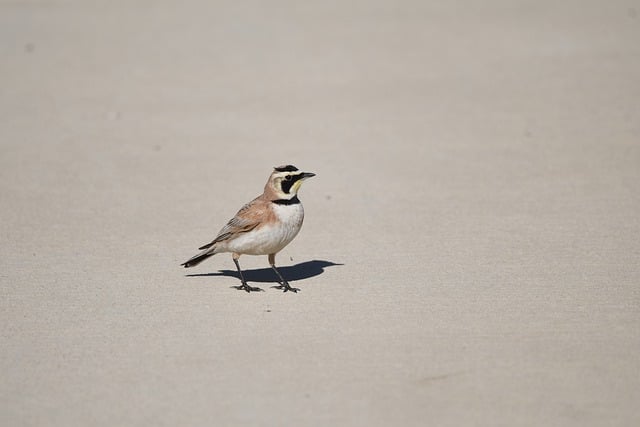 Free download Bird Nature Wildlife free photo template to be edited with GIMP online image editor