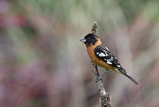 Free download bird nature wildlife avian free picture to be edited with GIMP free online image editor