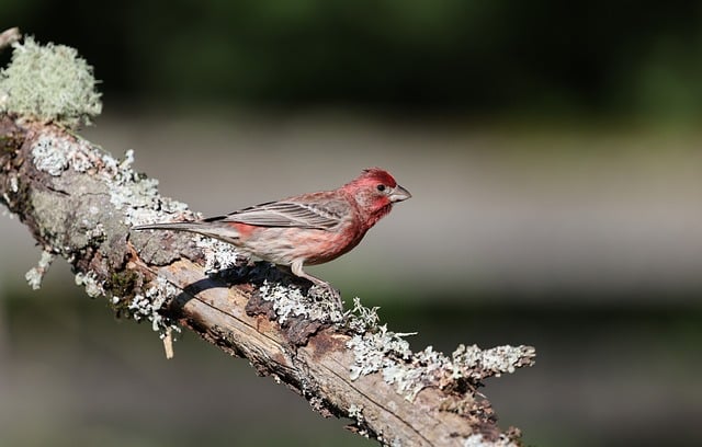 Free download bird nature wildlife avian perched free picture to be edited with GIMP free online image editor