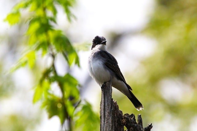 Free download bird nature wildlife forest animal free picture to be edited with GIMP free online image editor