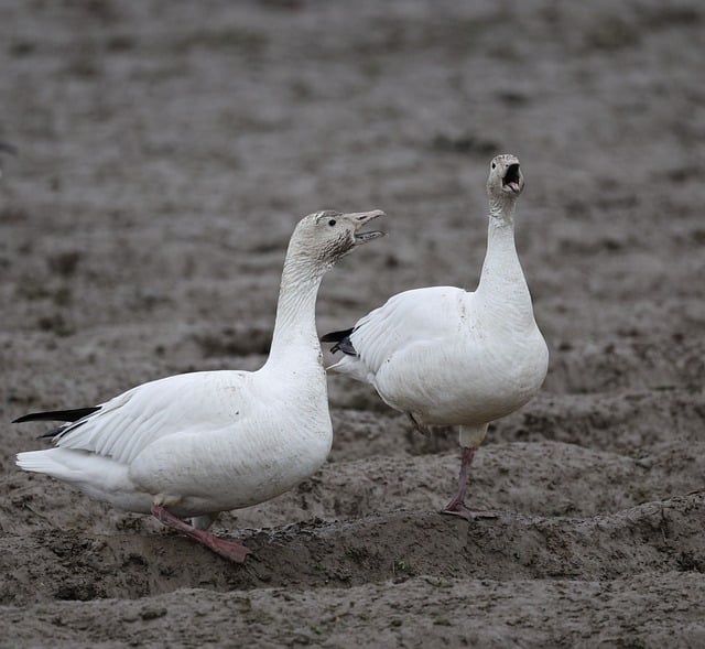 Free download bird nature wildlife migration free picture to be edited with GIMP free online image editor