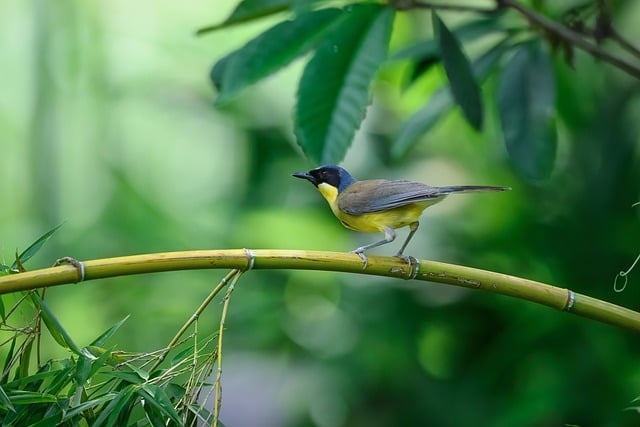 Free download bird nature wildlife plumage free picture to be edited with GIMP free online image editor