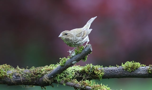 Free download bird nature wildlife plumage avian free picture to be edited with GIMP free online image editor