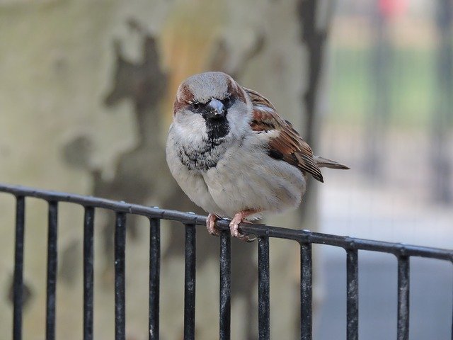 Téléchargement gratuit de Bird Nature Wings - photo ou image gratuite à éditer avec l'éditeur d'images en ligne GIMP