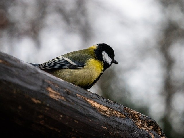 Free download Bird Nature Winter -  free photo or picture to be edited with GIMP online image editor