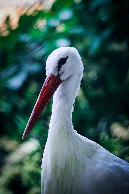 Ücretsiz indir Bird Neck Nature - GIMP çevrimiçi resim düzenleyici ile düzenlenecek ücretsiz fotoğraf veya resim