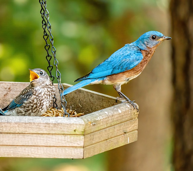 Descarga gratuita de imágenes gratuitas de nidos de pájaros para editar con el editor de imágenes en línea gratuito GIMP