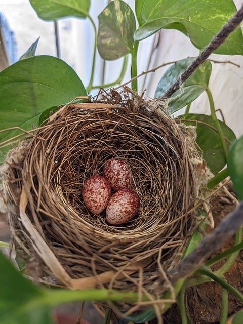 Free download bird nest eggs nature wildlife free picture to be edited with GIMP free online image editor