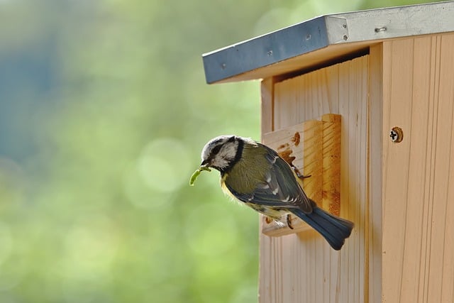 Free download bird nesting box blue tit free picture to be edited with GIMP free online image editor