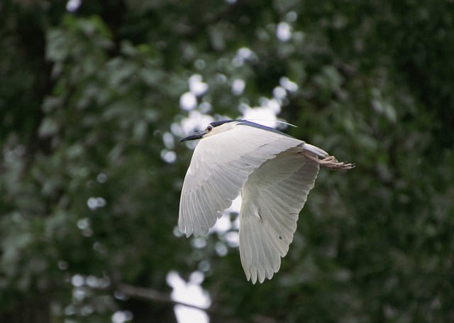 Free download bird night heron flying flight free picture to be edited with GIMP free online image editor