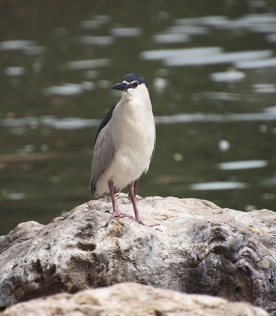 Free download bird night heron water bird free picture to be edited with GIMP free online image editor