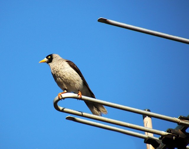Download gratuito Bird Noisy Miner Australian - foto o immagine gratuita da modificare con l'editor di immagini online di GIMP