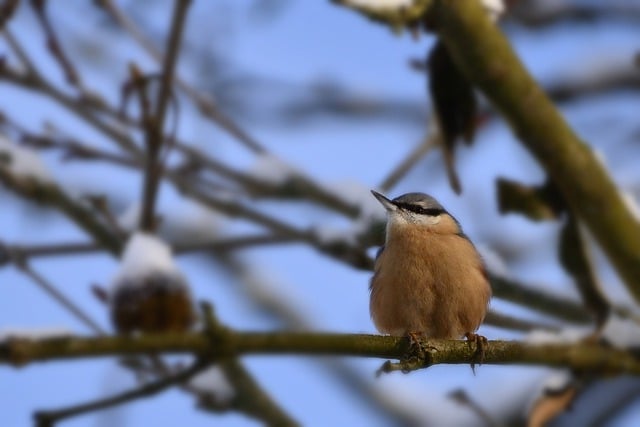 دانلود رایگان عکس پرنده nuthatch در حال تماشای زمستان برای ویرایش با ویرایشگر تصویر آنلاین رایگان GIMP