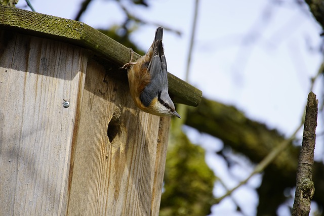 Free download bird nuthatch eurasian nuthatch free picture to be edited with GIMP free online image editor