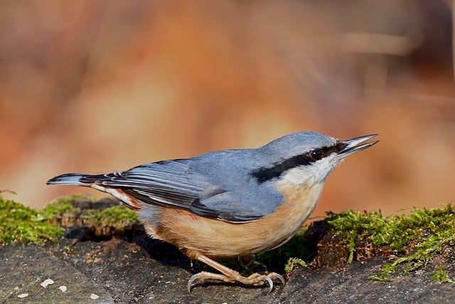 Free download bird nuthatch feed park nature free picture to be edited with GIMP free online image editor