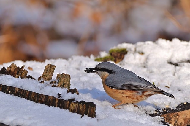 Téléchargement gratuit d'une image gratuite de sittelle d'oiseau ornithologie en quête de nourriture à modifier avec l'éditeur d'images en ligne gratuit GIMP