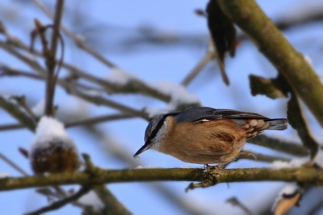 Free download bird nuthatch ornithology tree free picture to be edited with GIMP free online image editor