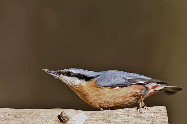 Free download bird nuthatch wildlife plumage free picture to be edited with GIMP free online image editor
